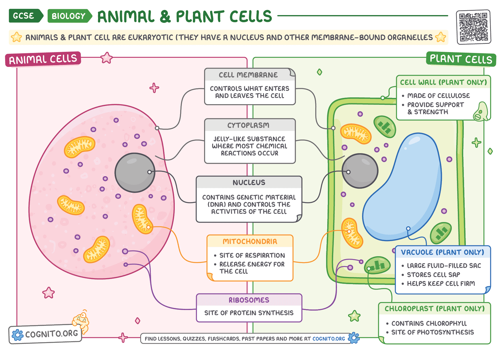 Animal & Plant Cells - GCSE Biology cheat sheet