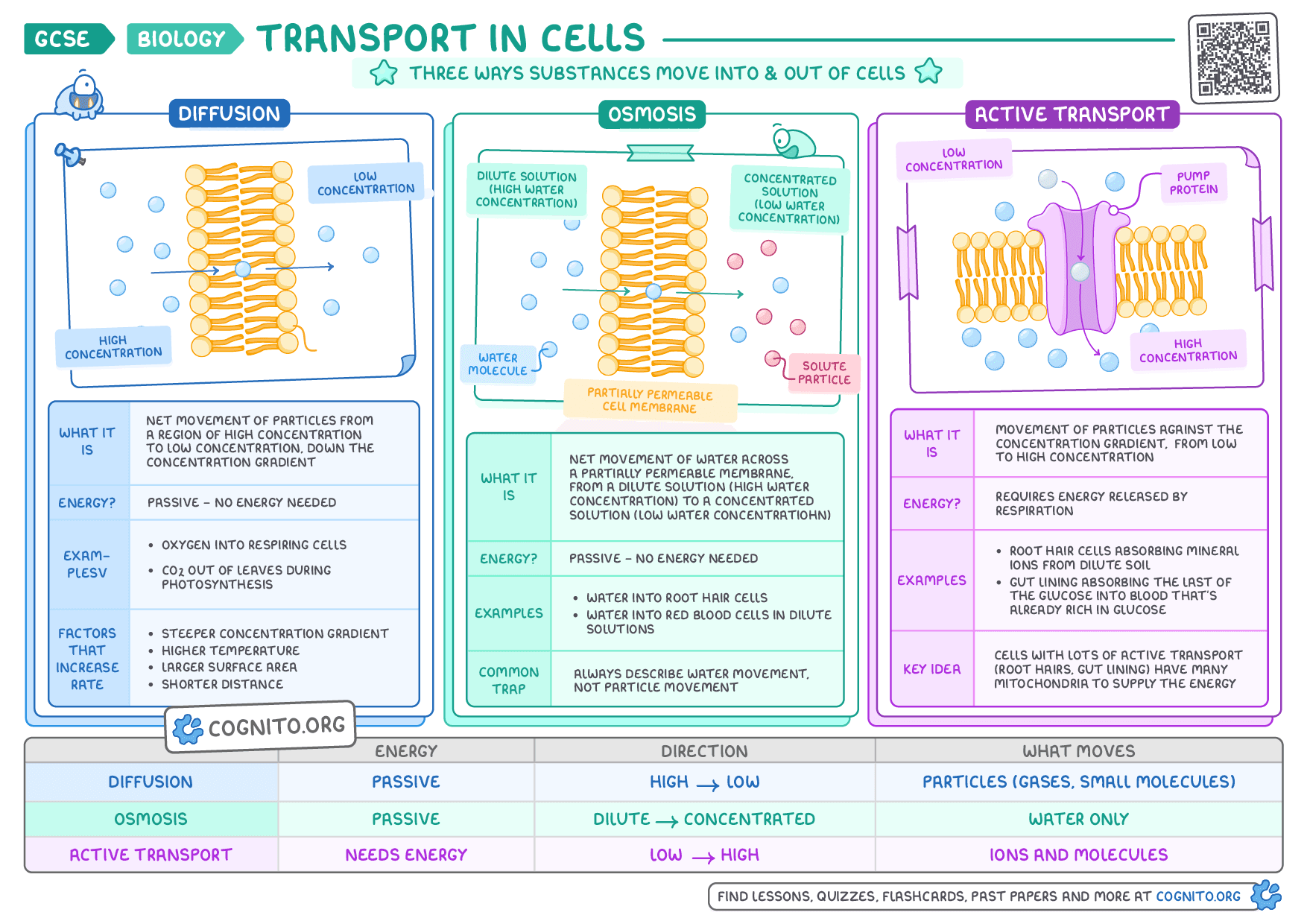 Diffusion, Osmosis & Active Transport - GCSE Biology cheat sheet