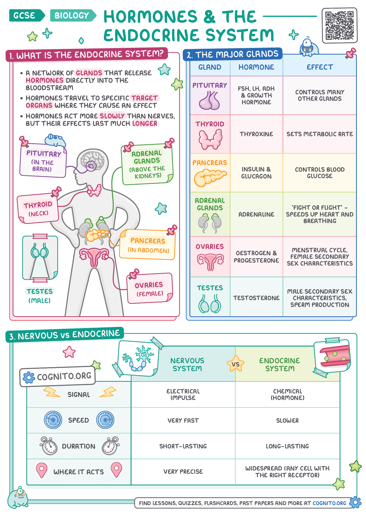 Hormones & the Endocrine System - GCSE Biology cheat sheet