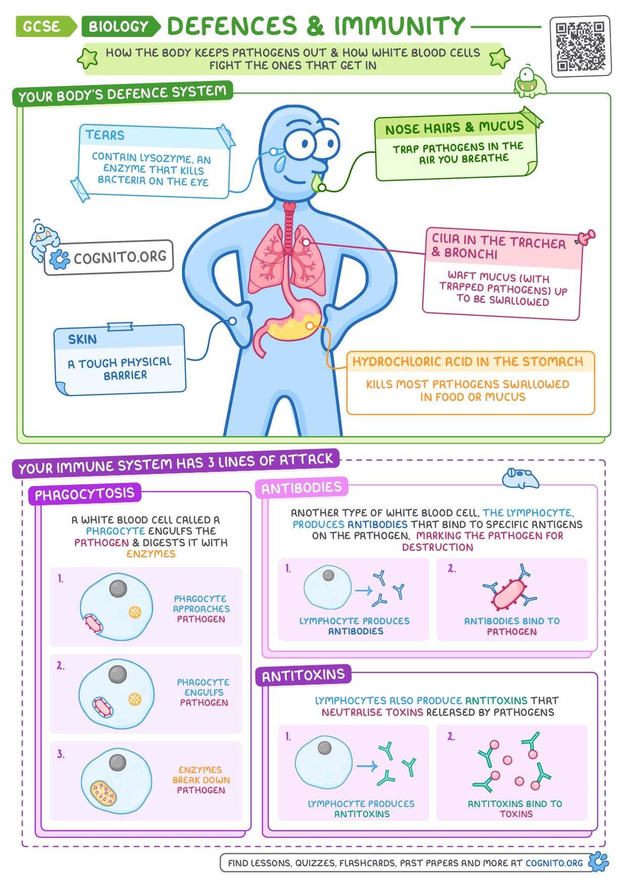 The Immune System & Body Defences - GCSE Biology cheat sheet