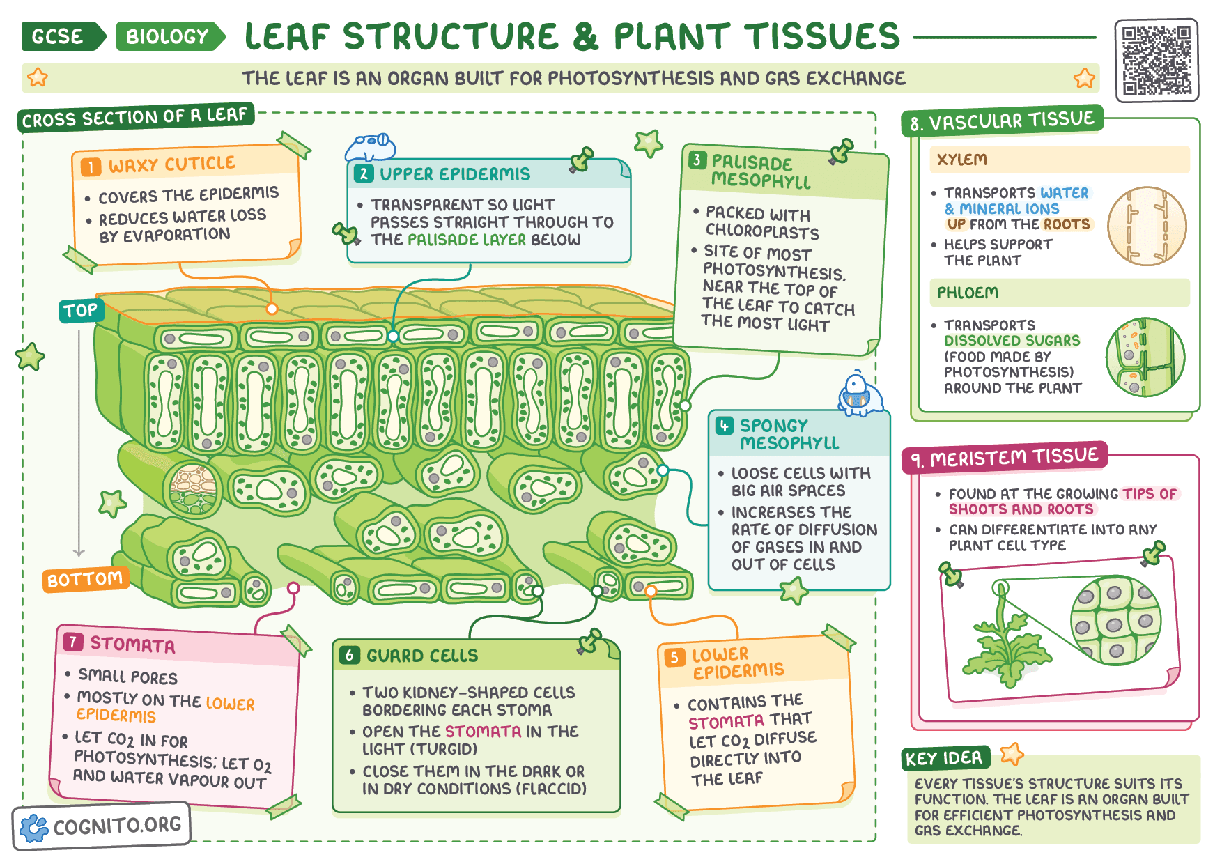 Leaf Structure & Plant Tissues - GCSE Biology cheat sheet