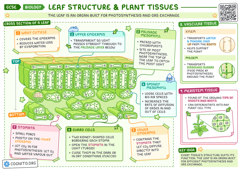 Leaf Structure & Plant Tissues – GCSE Biology Cheat Sheet – Cognito