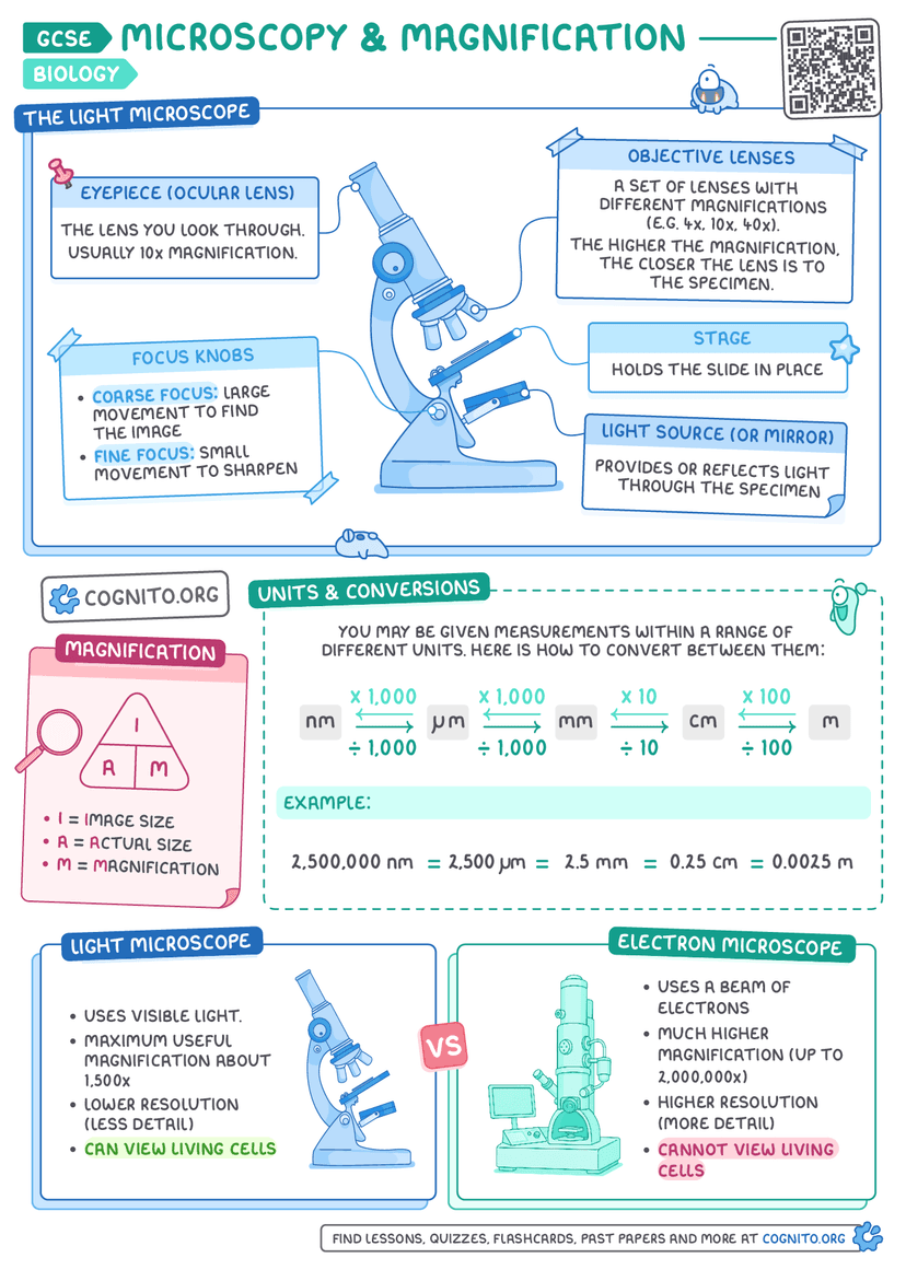 Microscopy & Magnification – GCSE Biology Cheat Sheet – Cognito
