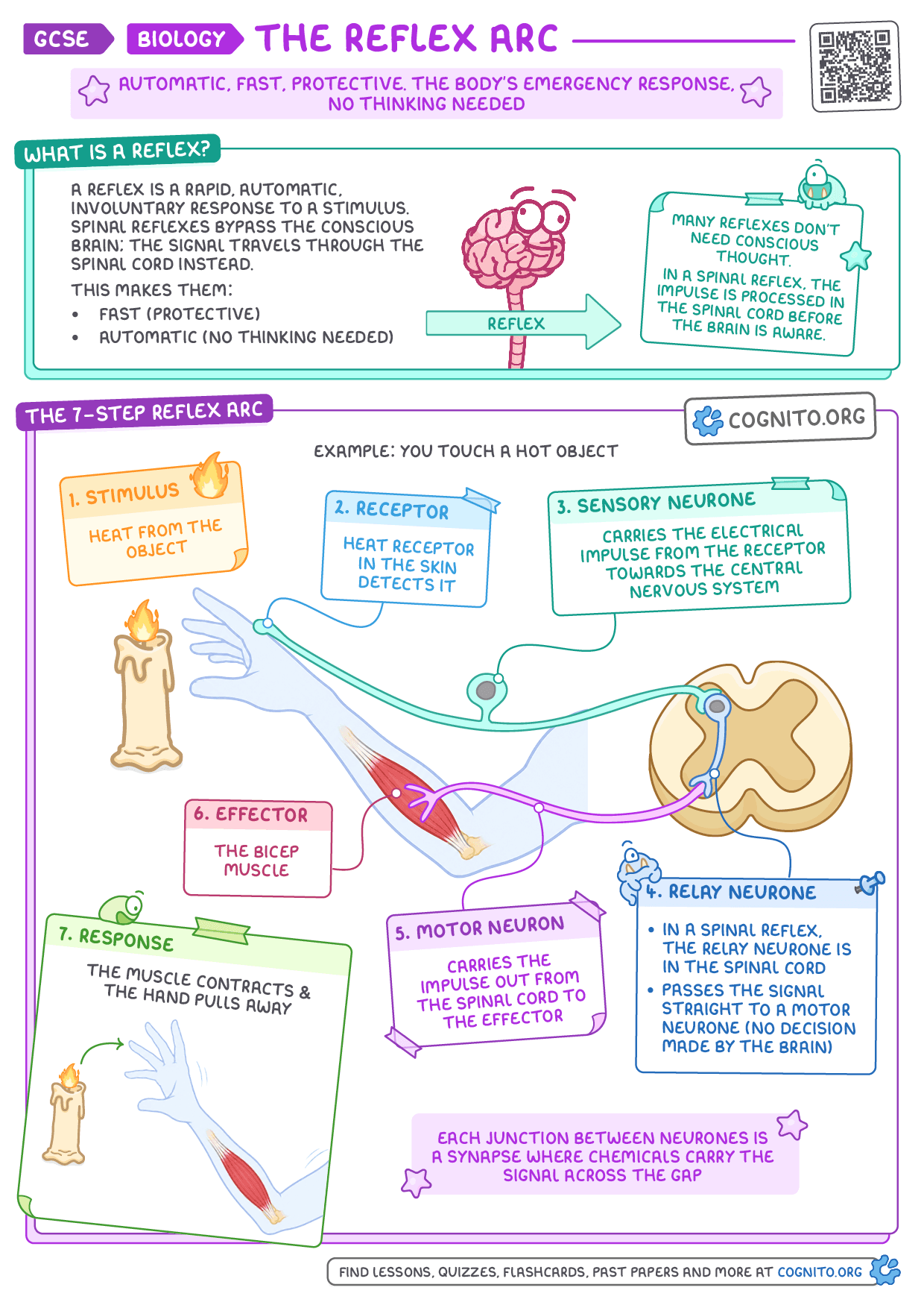 The Reflex Arc - GCSE Biology cheat sheet